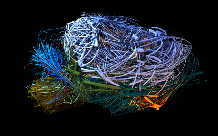 Visualisierung des Konnektoms eines Maus-Gehirns in verschiedenen Farben
