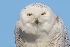 Snowy Owl