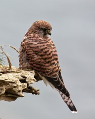 Kestrel