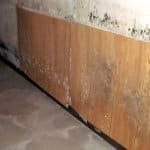 Is it mold? Check the surface. Most molds cause the organic material the mold is consuming to change colors. (Photo courtesy of Mold Pro)