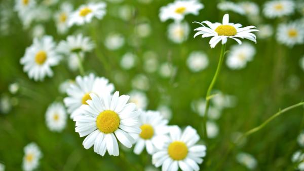 Wiese mit Gänseblümchen