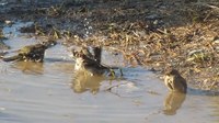 File:Sparrows bathing.ogv