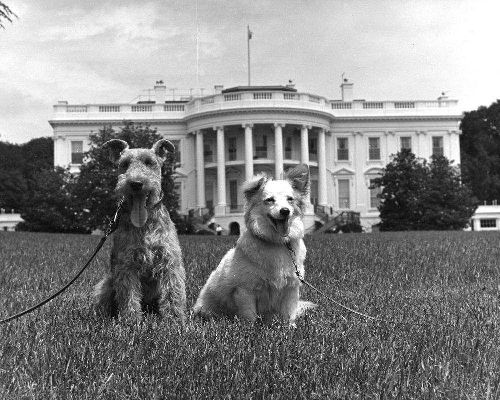 Charlie, a Welsh terrier, and Pushinka, a fluffy white dog, sit on the lawn of the White House, visible in the background.