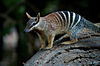 Numbat Full Standing.jpg