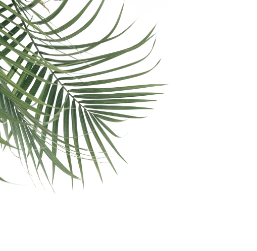 palm leaf