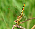 Crocothemis servilia female by kadavoor.jpg