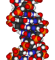 A fragment of DNA.