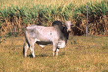 Bos taurus indicus.jpg