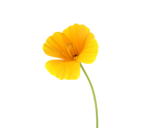 California Poppy Scanograph cropped.png