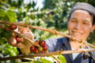 A fair trade coffee farmer picking organic coffee beans from the tree.