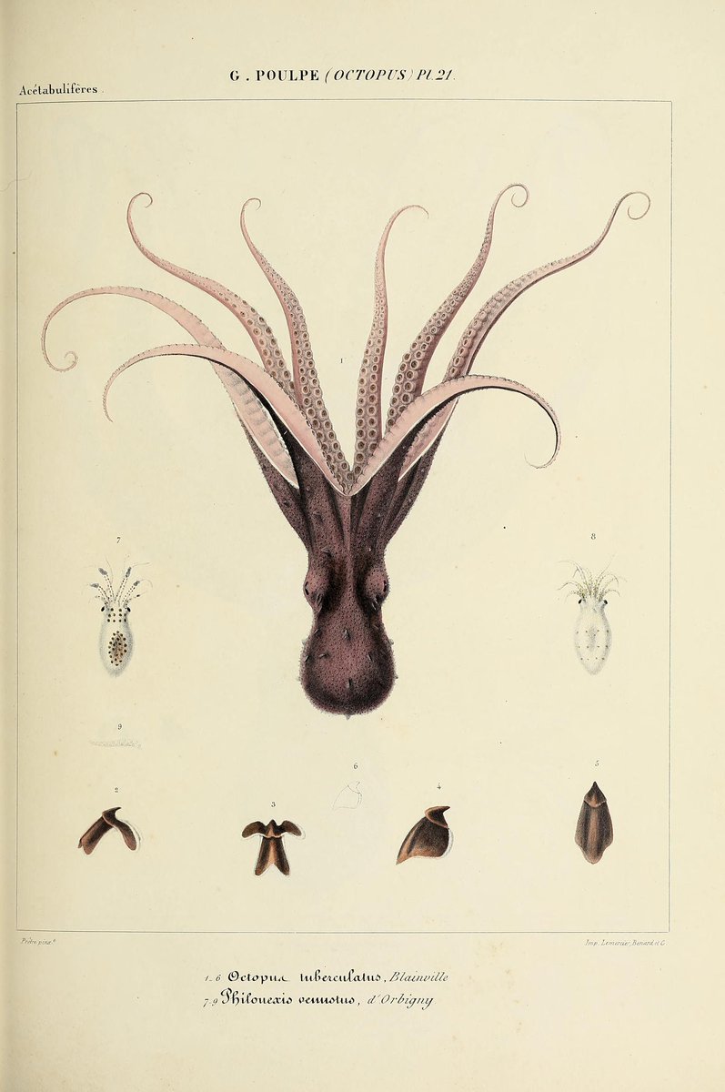 19th century book illustration of octopus. 