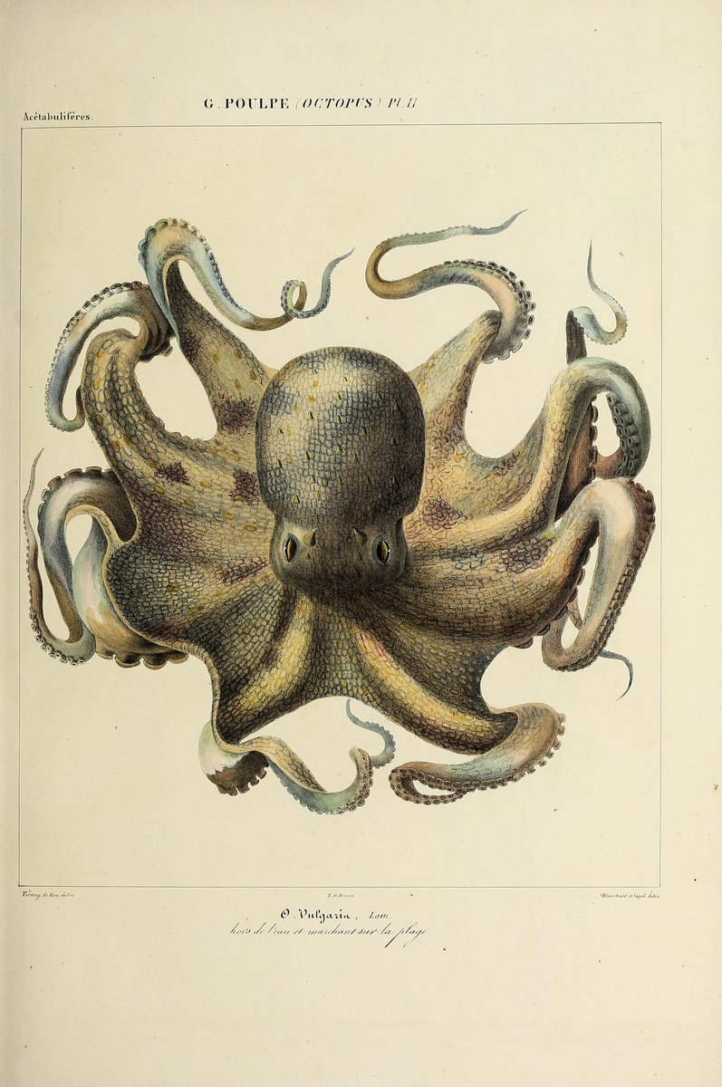 19th century book illustration of octopus. 