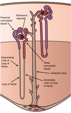 Kidney Nephron.png