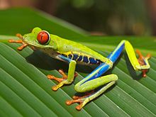 Red-eyed tree frog