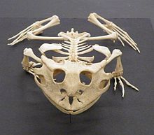 Frog skeleton