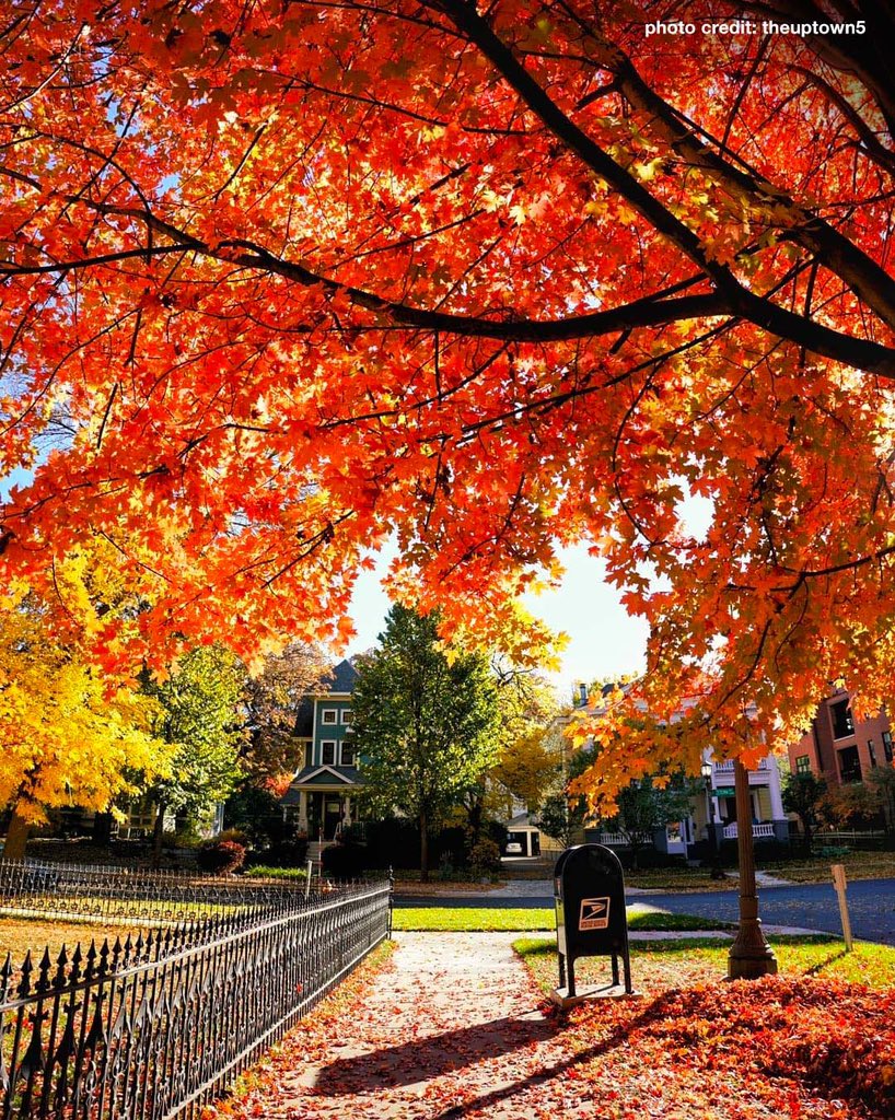 A view down a sidewalk in autumn where a USPS blue box sits at the end of the pathway. A large tree with orange leaves frames the top half of the photo and leaves are scattered across the ground.