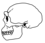 Erectus Skull.png