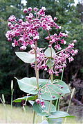 Asclepias cordifolia.JPG