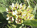 Asclepias viridis 1.jpg