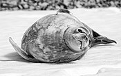 Weddell Seal in Antarctica (8381225741).jpg