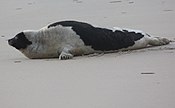 Harp seal at False Cape (cut).jpg