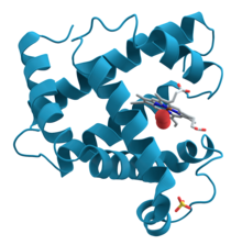 Myoglobin.png