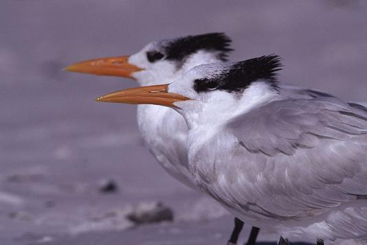 Pair of Arctic Terns on beach, photography by Brent VanFossen.