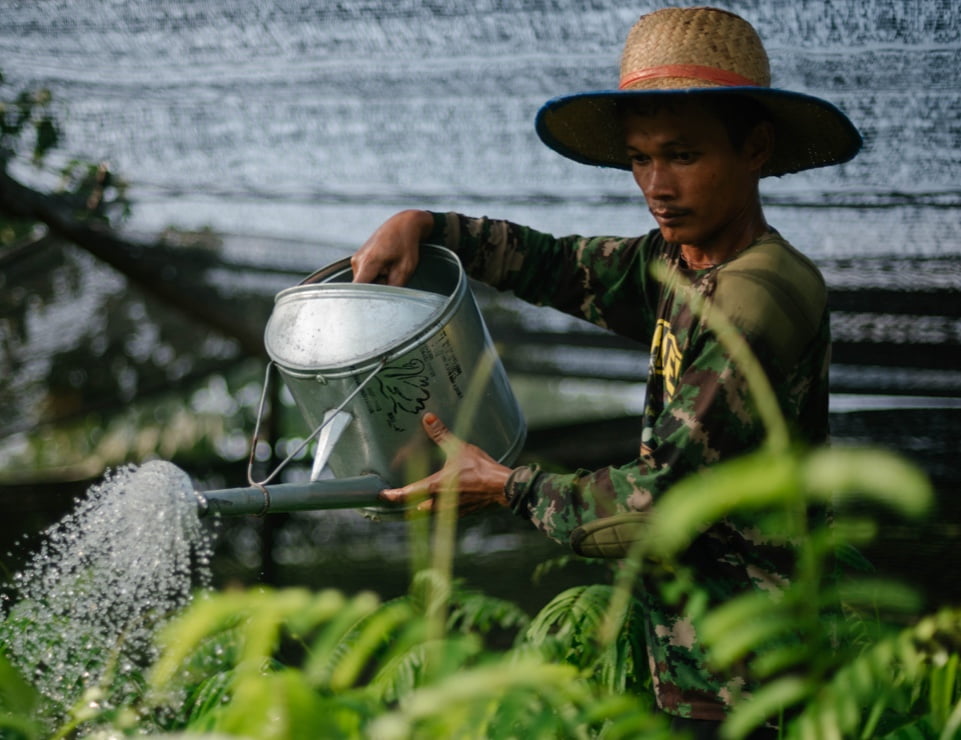 Ecosia - The search engine that plants trees video