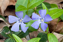 Periwinkle flowers