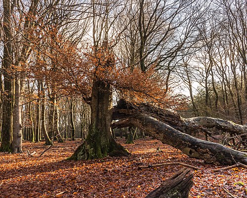 Eik met uitgebroken kroon. Locatie, Kroondomein Het Loo. 25-12-2020 (d.j.b.) 02.jpg