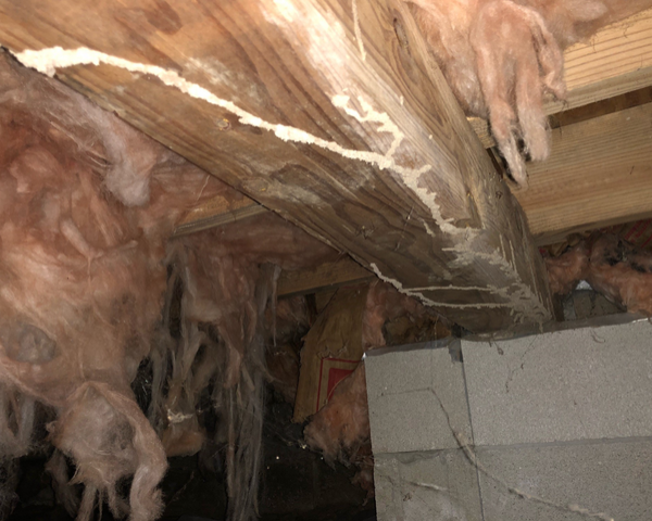 Decaying fiberglass insulation