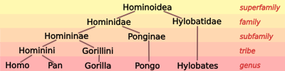 Hominoid taxonomy 6.svg