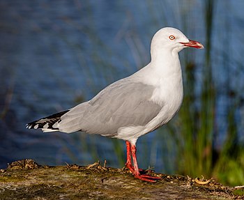 Red-billed gull