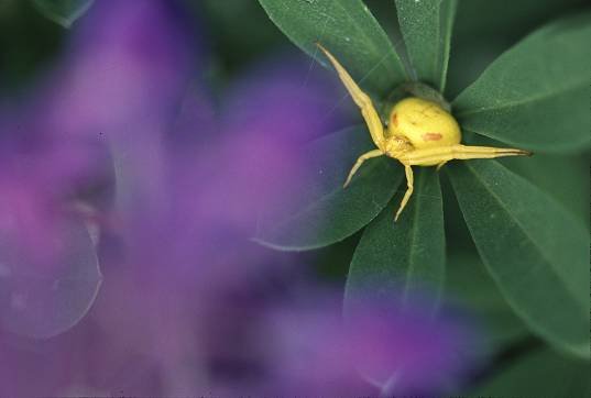 Yellow Crab Spider sits in the center of lupine leaves, awaiting dinner. Photography by Brent VanFossen.
