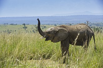 African bush elephant (Loxodonta africana)- Murchison Falls National Park.jpg