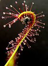 Drosera capensis bend.JPG