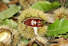 Chestnut03.jpg