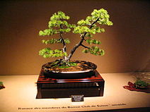 Bonsai