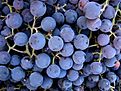 Grapes (4737199646).jpg