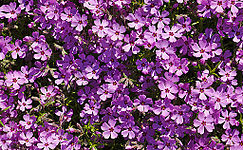 CreepingPhlox-CentralMA-20140513.jpg