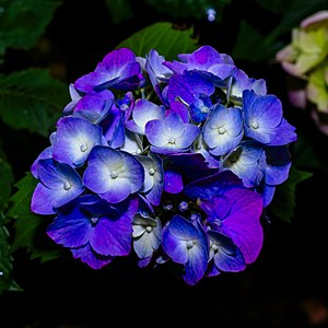 “Blue” hydrangea is often actually purple.