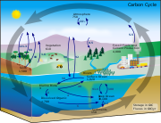 Diagram of the carbon cycle