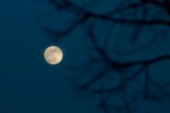 Full Moon and branches against a dark sky.