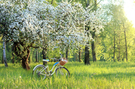 Grüne Graslandschaft mit blühendem Obstbaum und altmodischem Fahrrad.