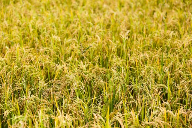 Crops growing in field