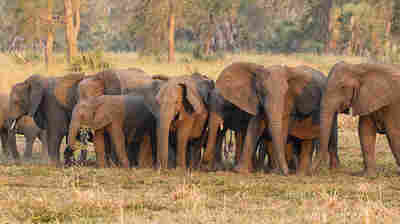 Elephants have evolved to be tuskless because of ivory poaching, a study finds