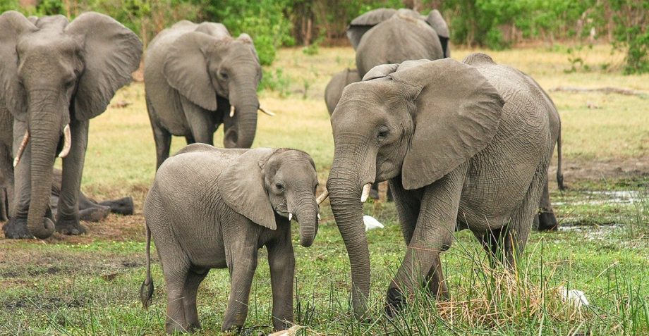 elefante-africano-africa