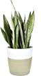 Costa Farms Premium Sansevieria, Live Indoor Snake Plant, Ships in Decor Planter, 2-Feet Tall