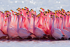 James's Flamingo mating ritual.jpg