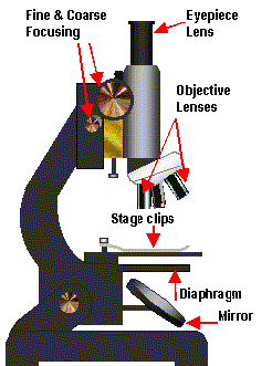 Microscope diagram 1.png